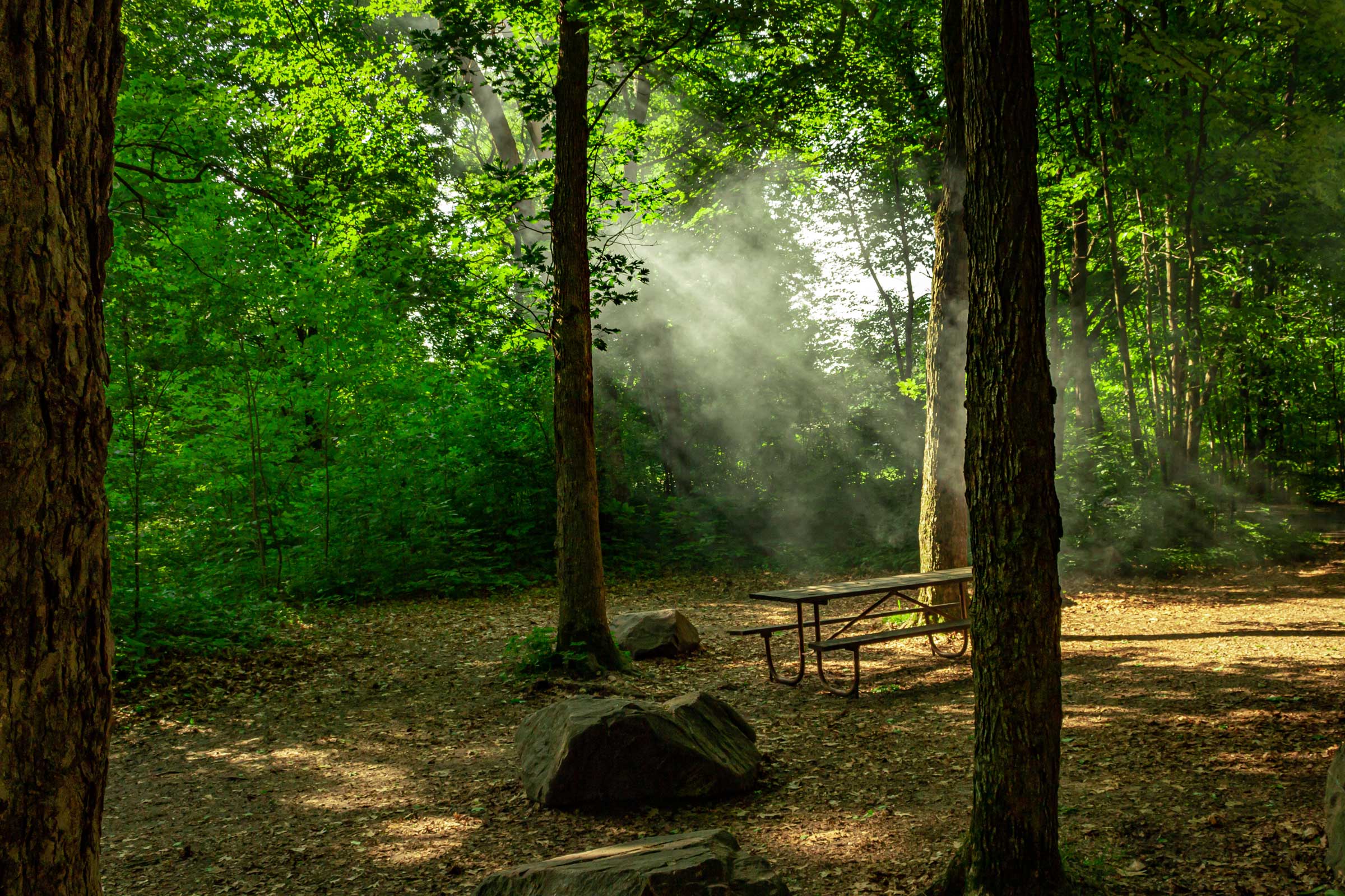 Camping spot in the woods with sunlit trees and picnic table