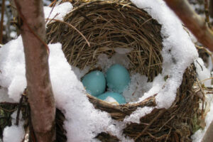 Birds nest with snow partially covering it and three blue Robin's eggs in the nest