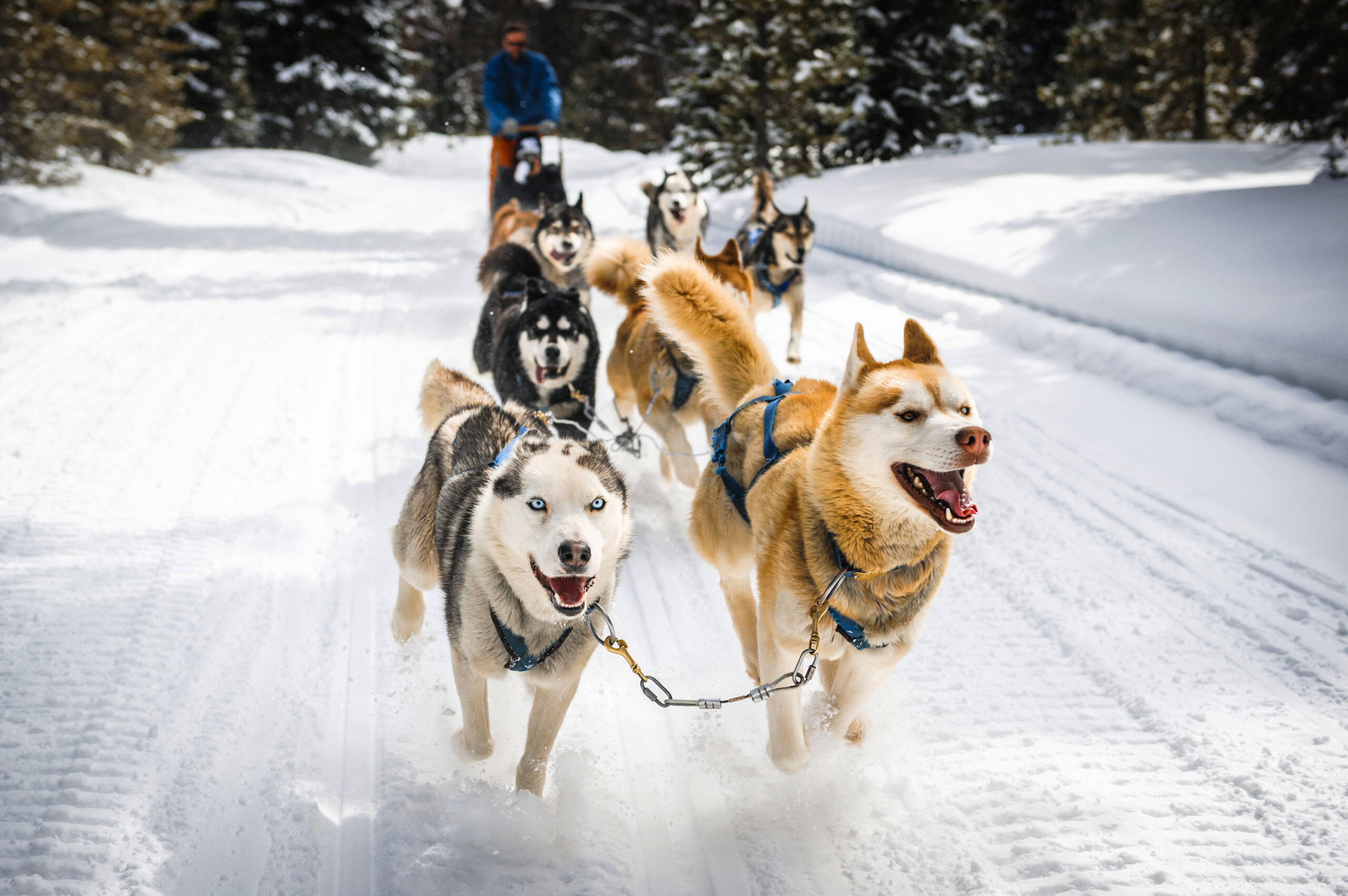 Front view of sled dogs running with musher behind them. Dogs have mouth open
