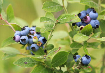Closeup of green wild blueberries growing in summer.