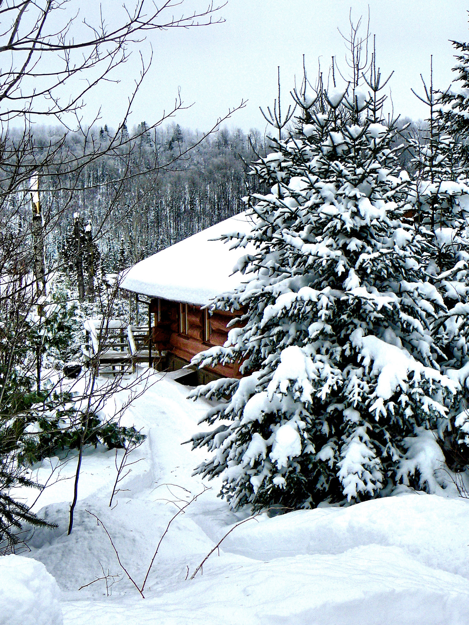 Log cabin in the winter behind pine trees covered in snow