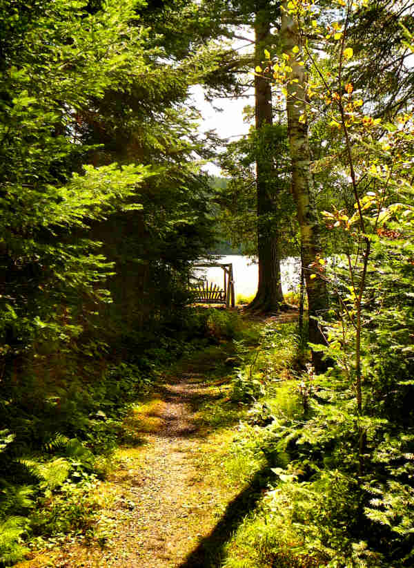 Path leading to lake and bench swing facing lake