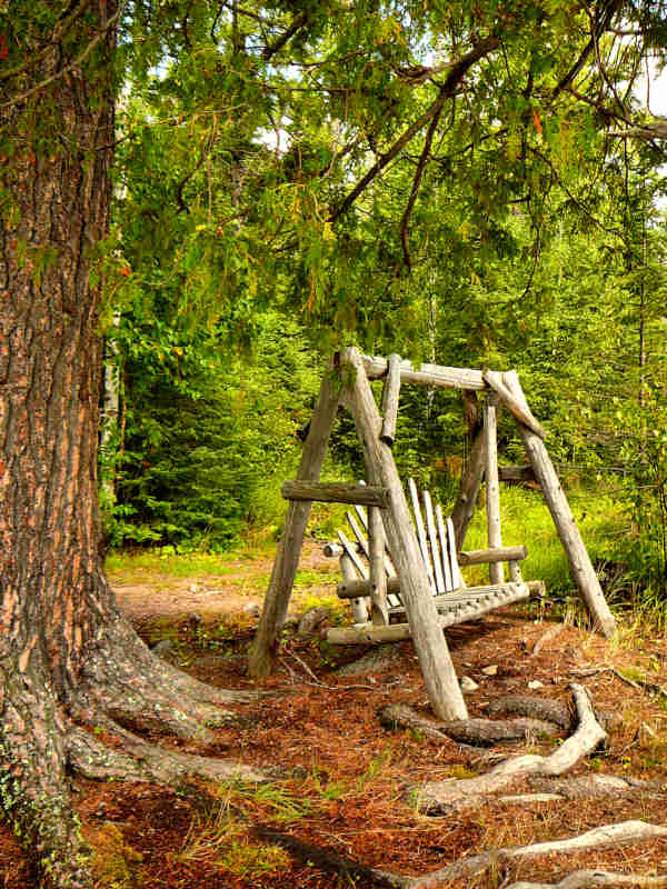 Bench swing in the woods surrounded by pine trees