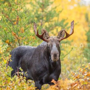 Moose standing in trees with green and yellow leaves staring at camera