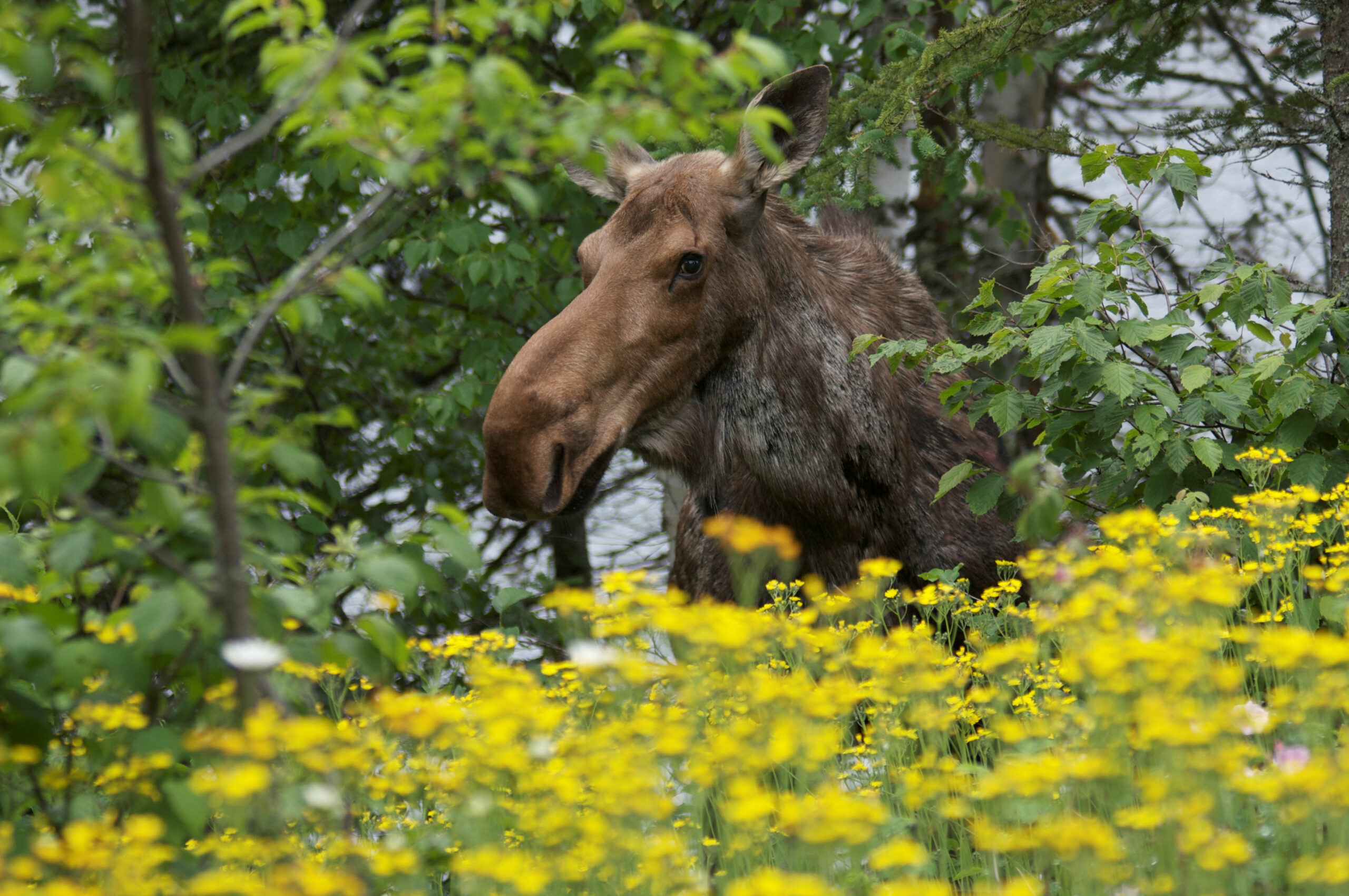 Moose in the flowers at Bearskin Lodge