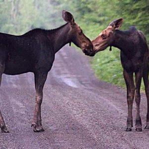 Two moose touching noses on a trail