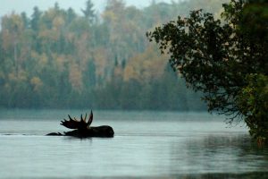 Moose swimming in lake on lake on a cloudy fall day. Photo by Terry McNeil