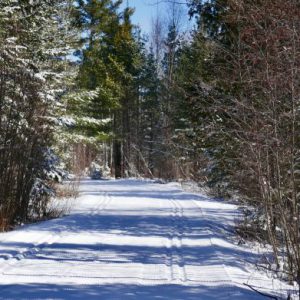 Freshly groomed ski trail on a sunny day in the woods