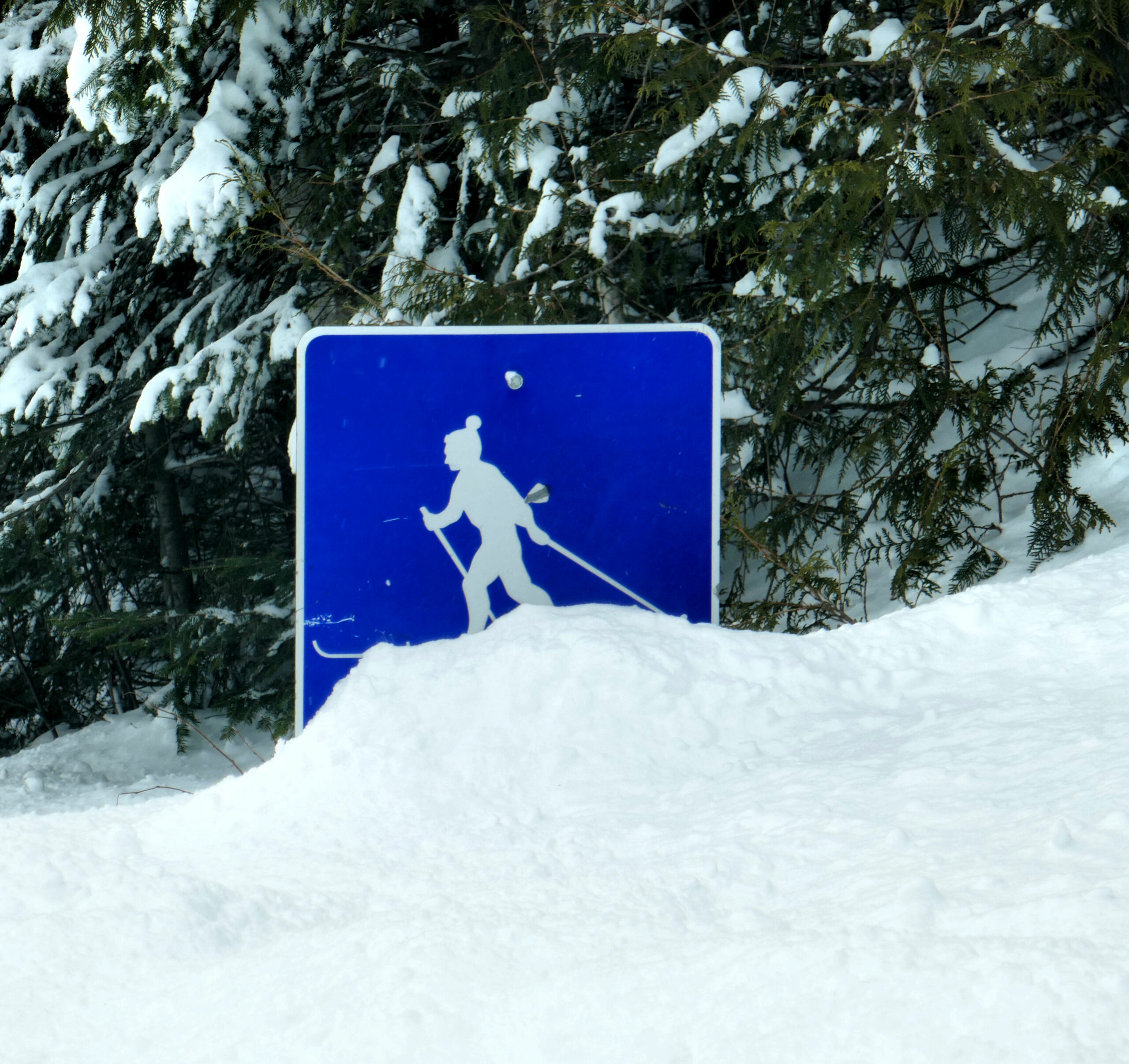 Blue sign with cross country skier on it partially covered by the snow